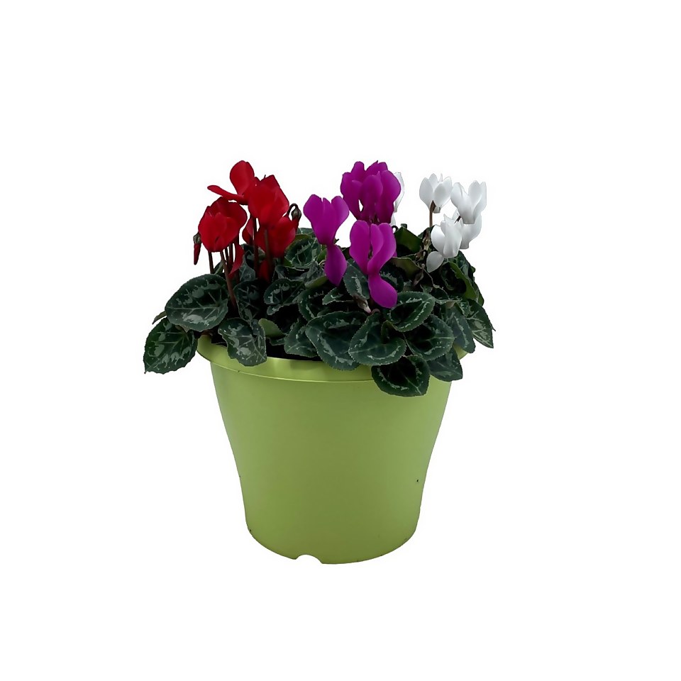 Cyclamen mix in Ibiza Coloured Pot 21cm Autumn