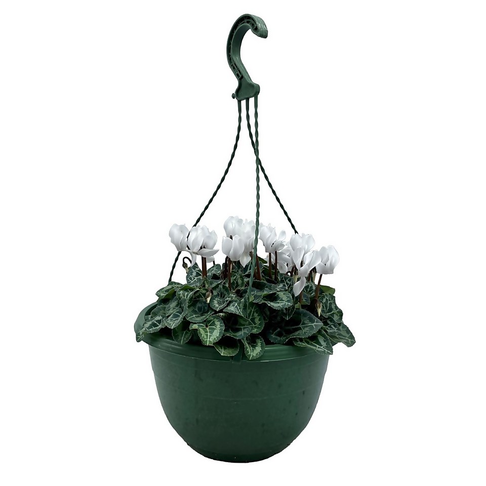 Cyclamen mix in Coloured Hanging Pot 25cm Autumn