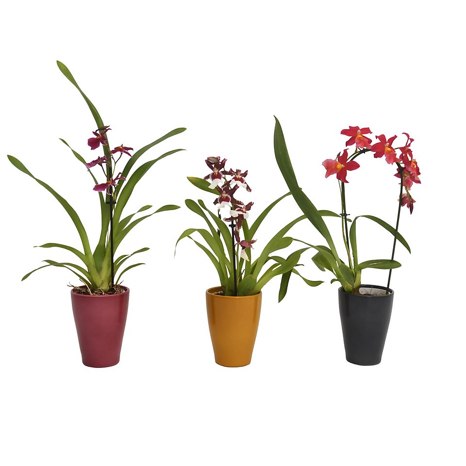 Orchid (1-spike) in Ceramic Pot