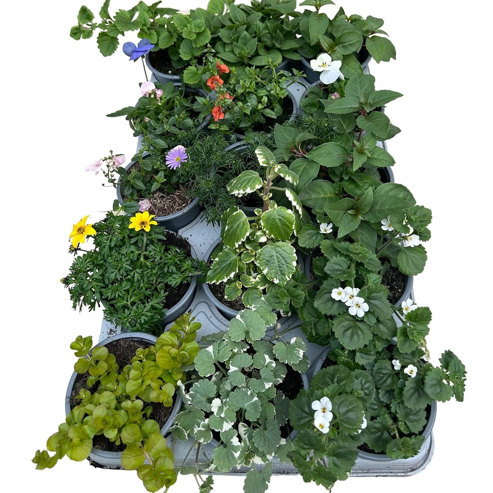Basket & Container Plants mix - 10.5cm