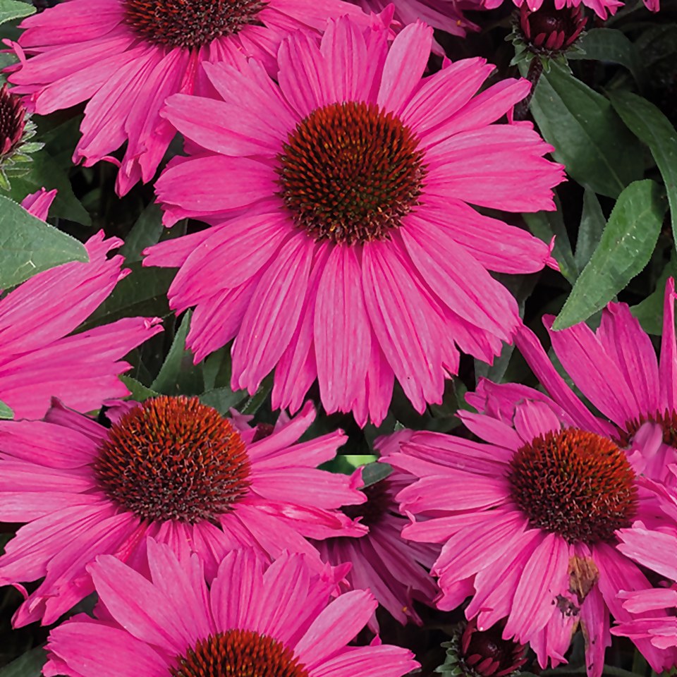 Echinacea mix 3L Homebase
