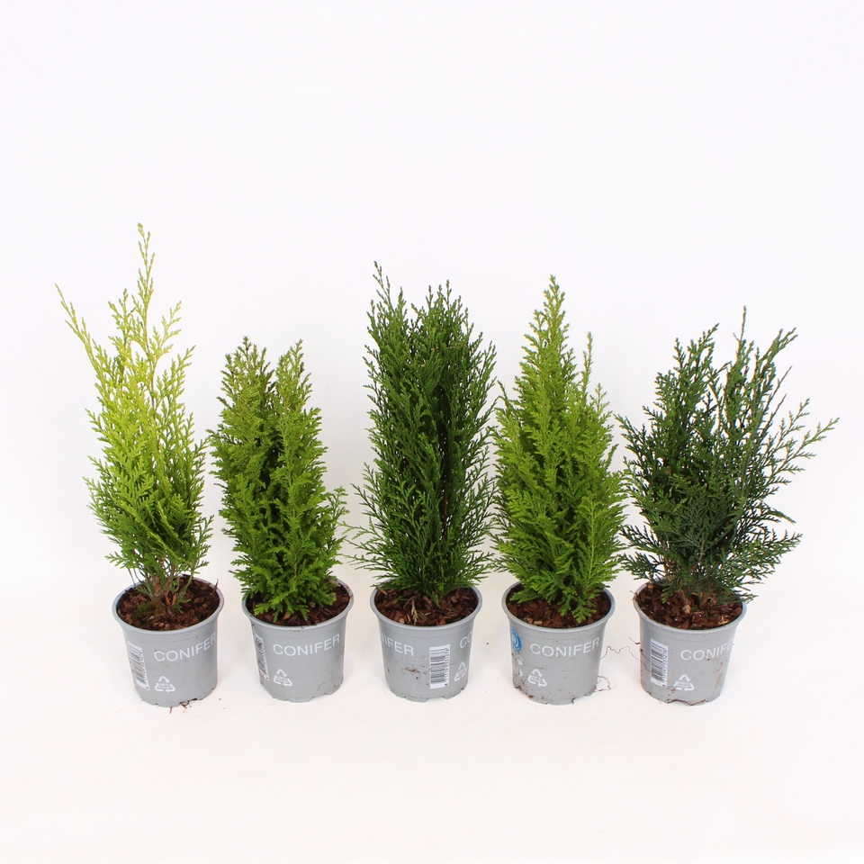 Conifer mix - 11cm (Assorted Varieties)