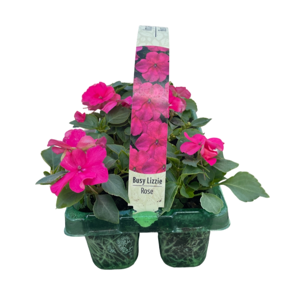 Impatiens Busy Lizzie Mix 6 Pack Summer Bedding Plant