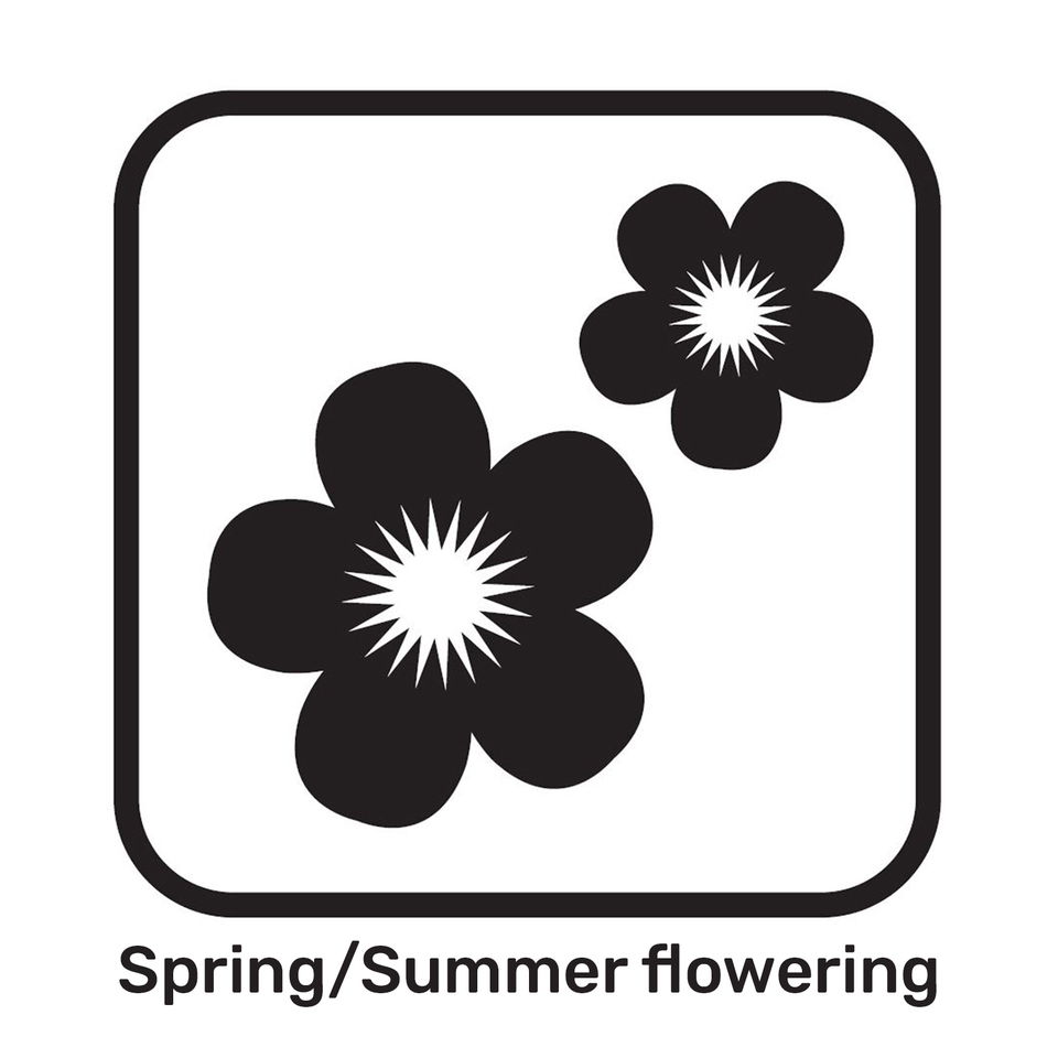 Petunia Trailing Mix Jumbo 6 Pack Summer Bedding Plant