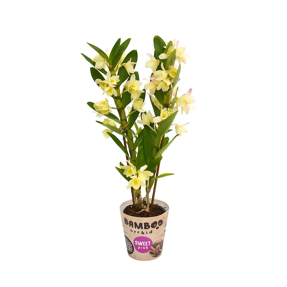 Bamboo Orchid (Dendrobium nobilé) 2 spike - 12cm