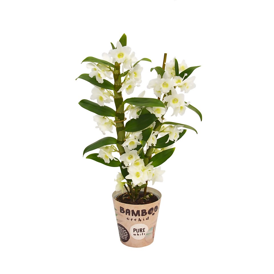 Bamboo Orchid (Dendrobium nobilé) 2 spike - 12cm
