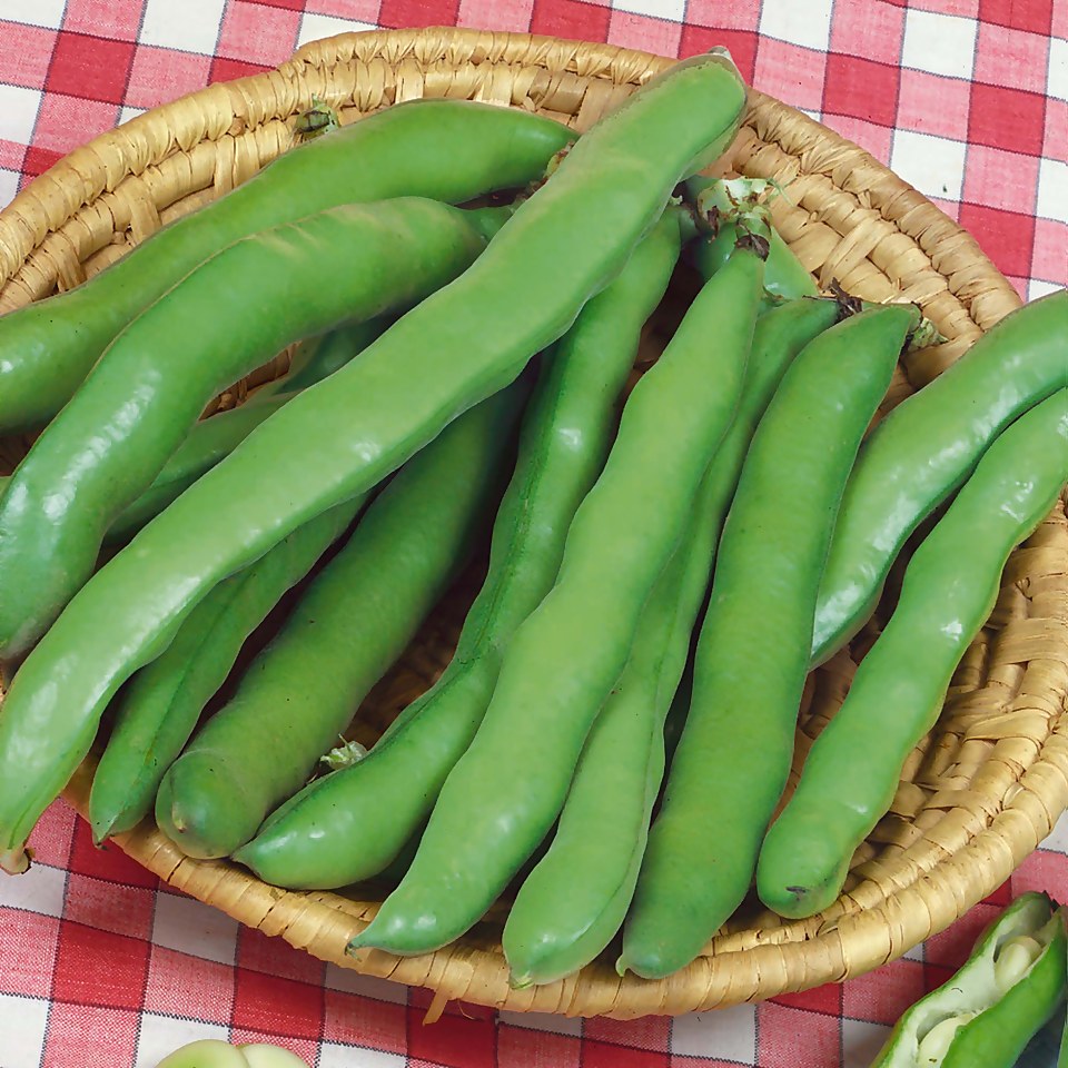 Broad Bean Bunyards Exhibition - Vegetable 9cm