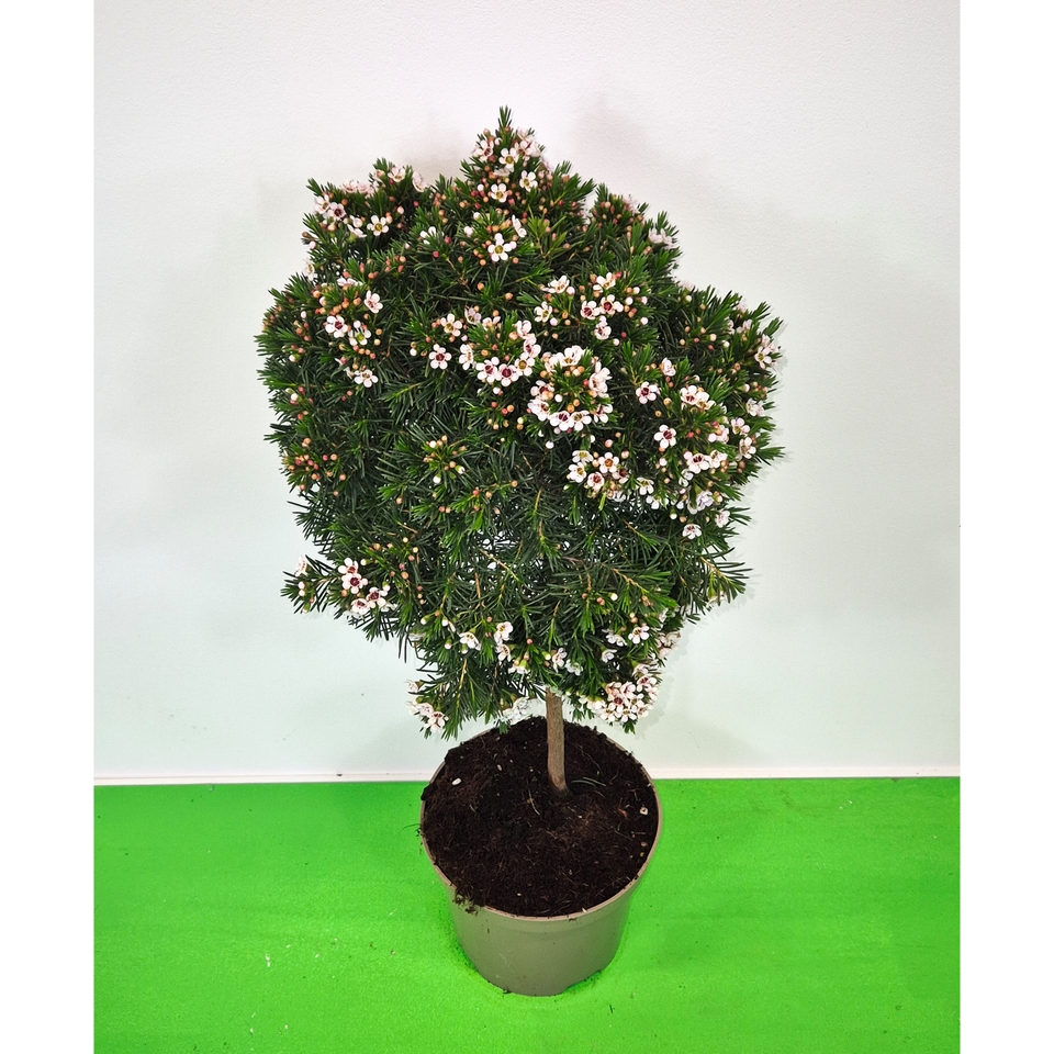 Chamelaucium uncinatum (Wax Flower) - 20cm Standard