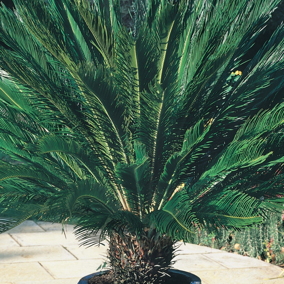 Cycas Revoluta (Sago Palm) - 22cm