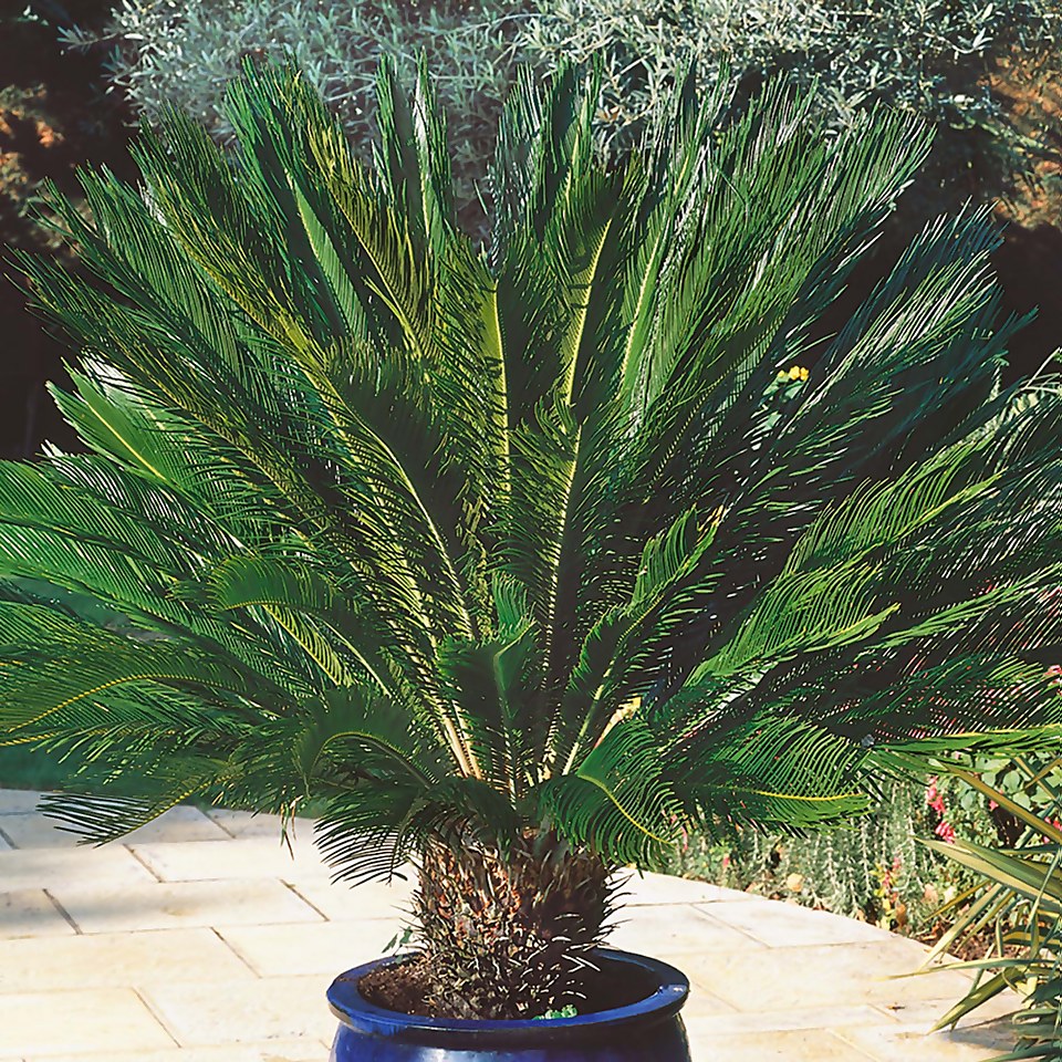 Cycas Revoluta (Sago Palm) - 22cm