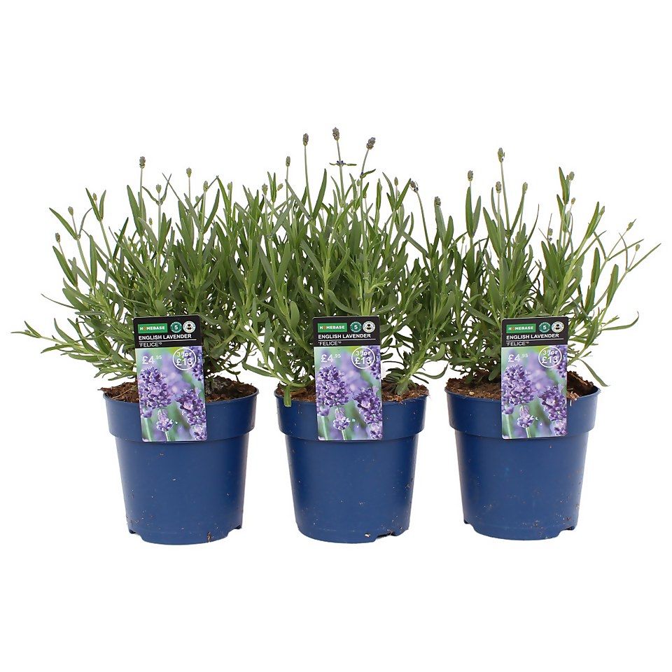 Lavandula angustifolia Felice Collection (English Lavender) - 12cm