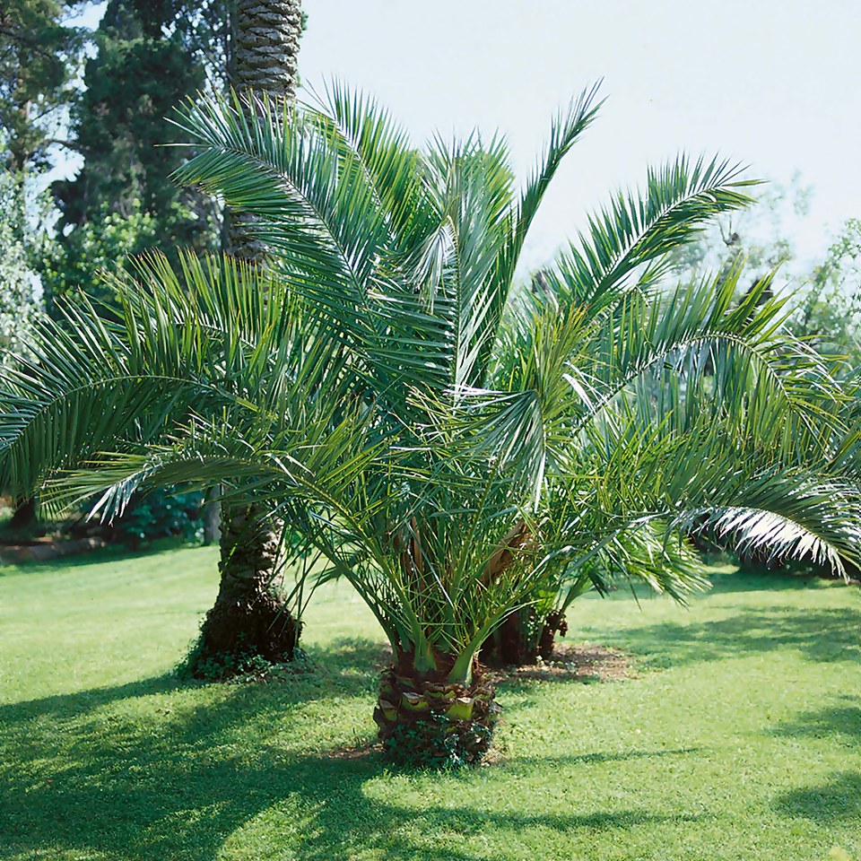 Phoenix canariensis (Canary Island Date Palm) - 14cm