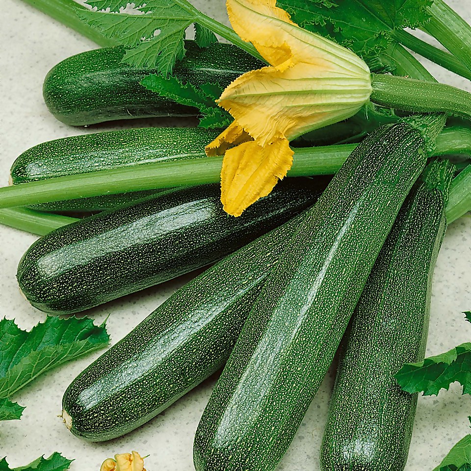 Courgette Ambassador - Vegetable 9cm