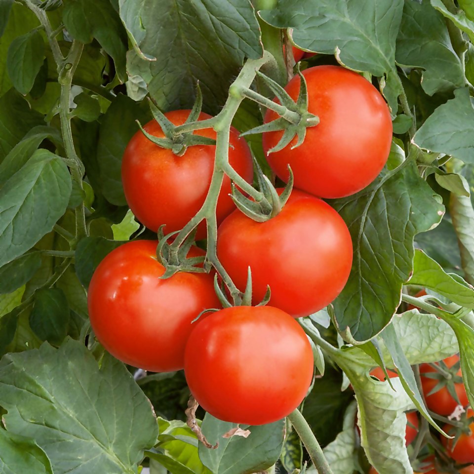 Tomato Gardener's Delight - Vegetable 9cm