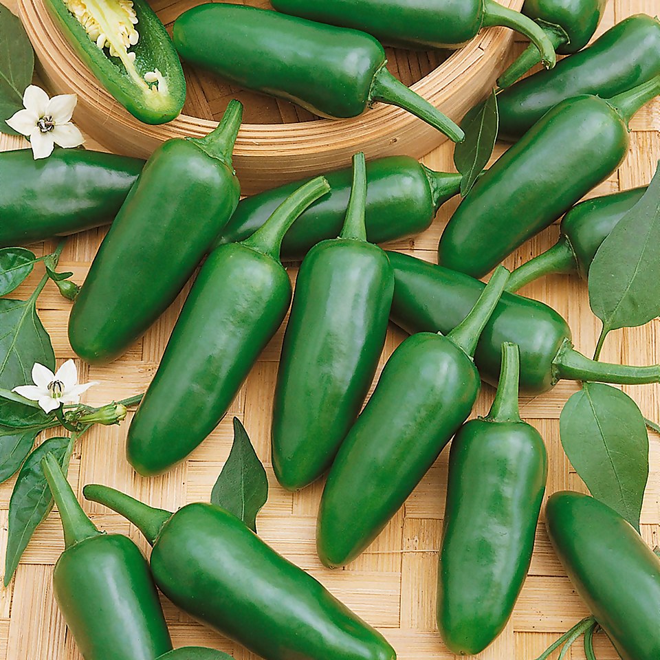 Chilli Pepper Jalapeno - Vegetable 9cm