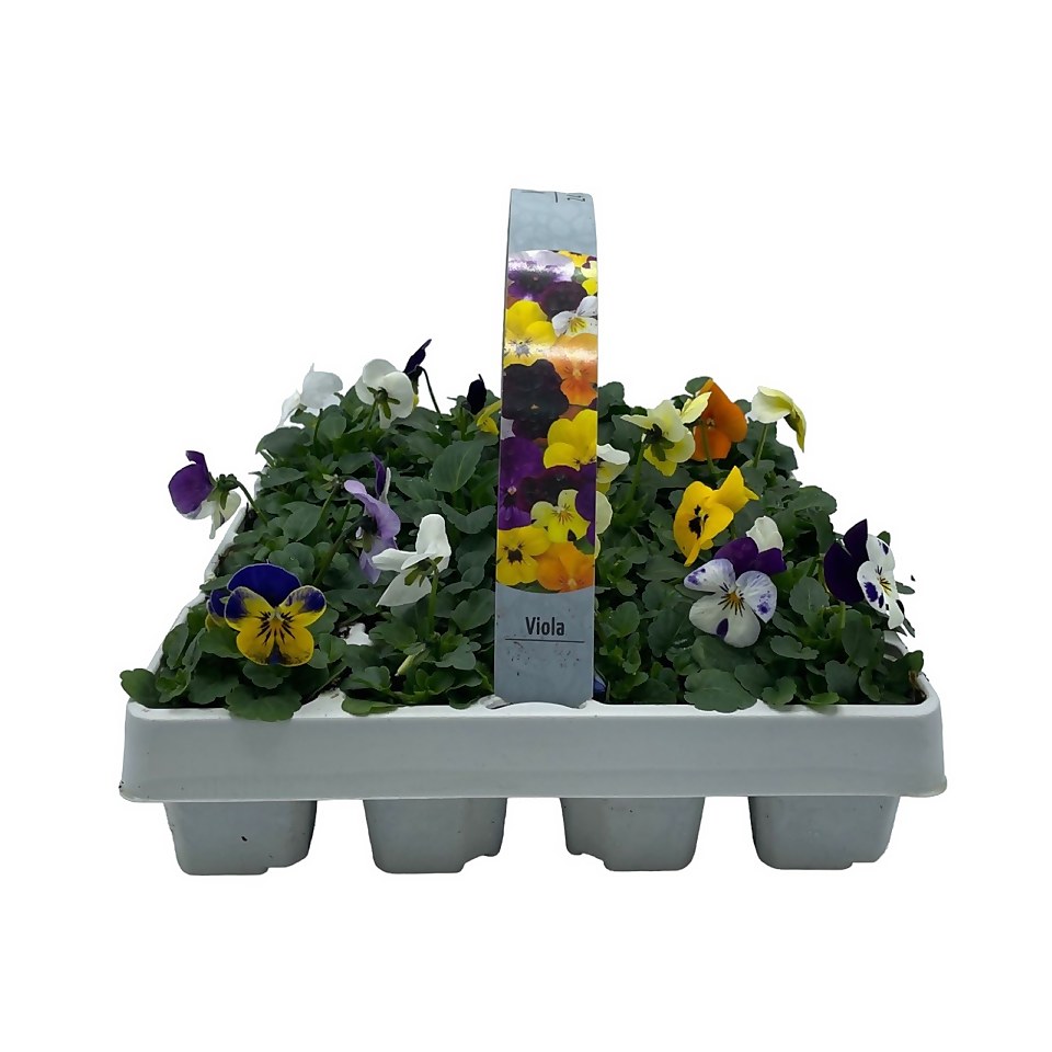Spring Bedding Plant Selection 24 Pack