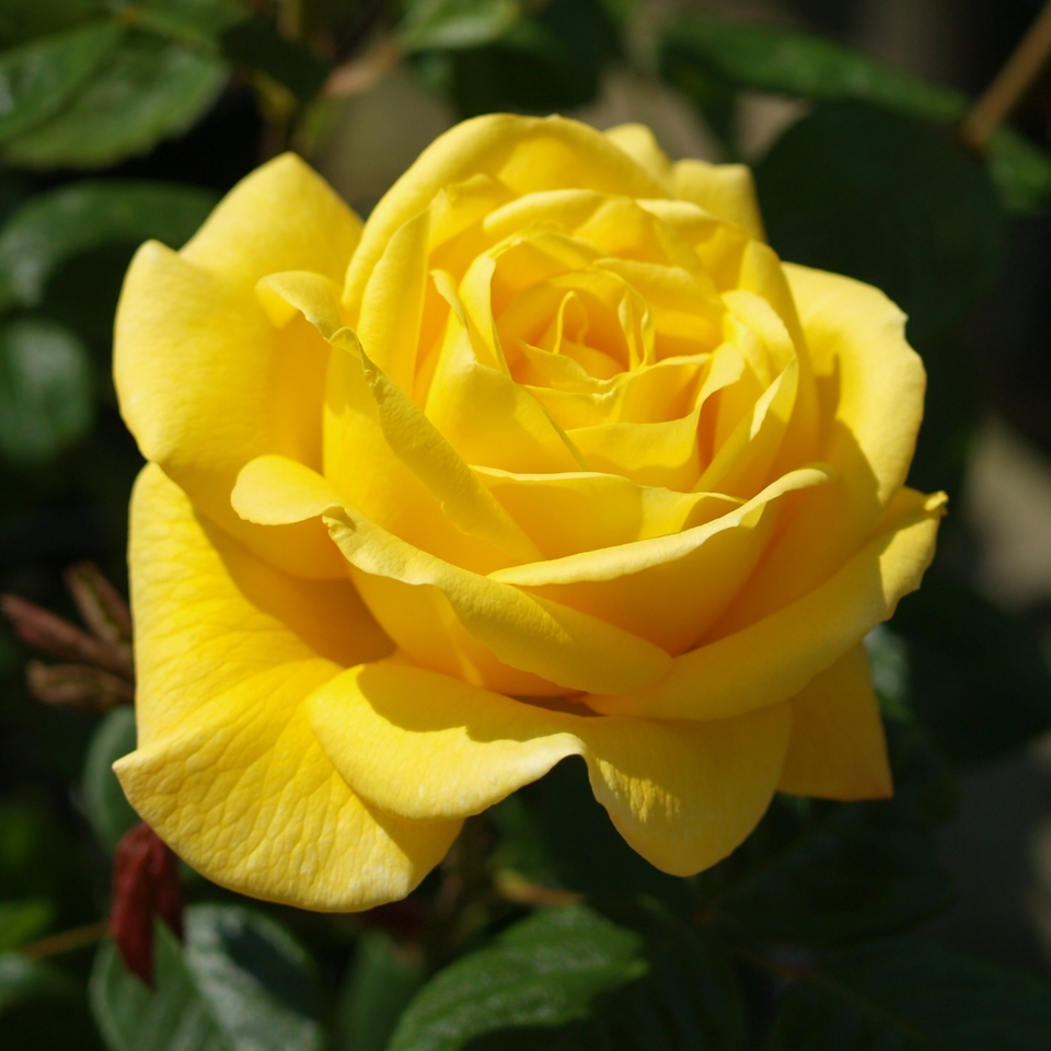 Rose Bush Yellow mix - 3L