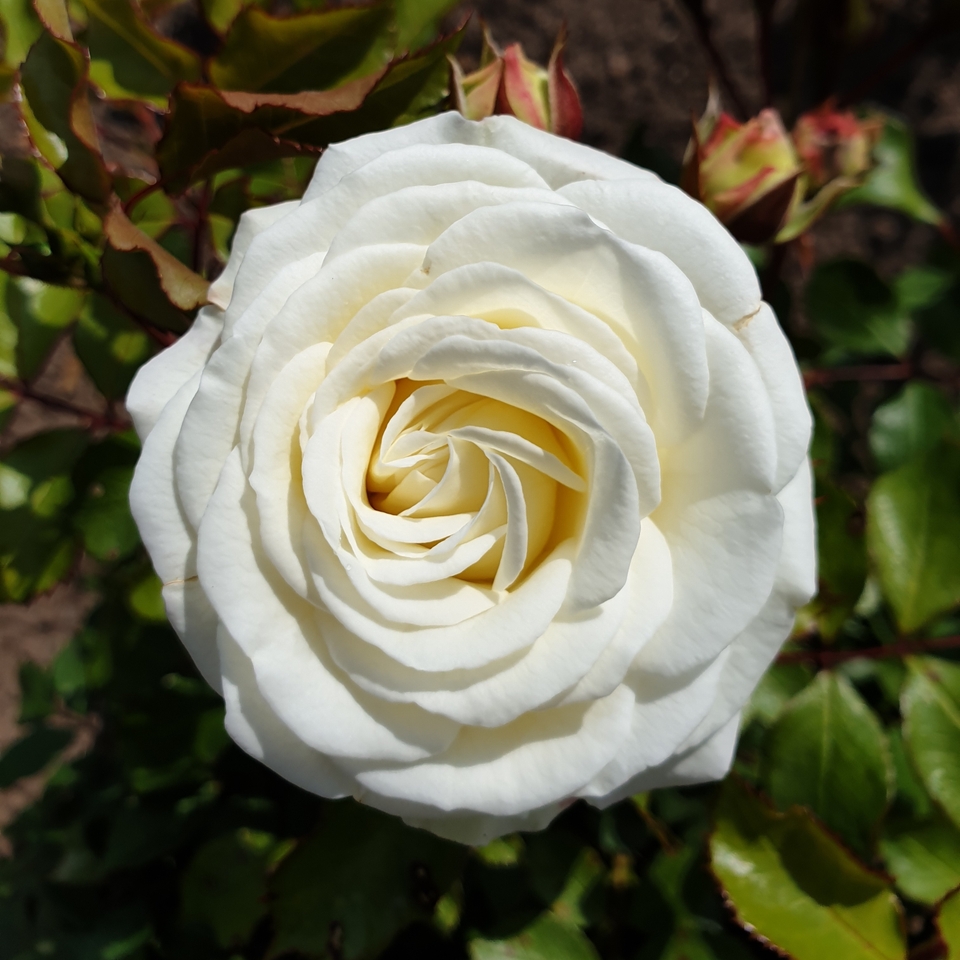 Rose Bush White/Cream mix - 3L
