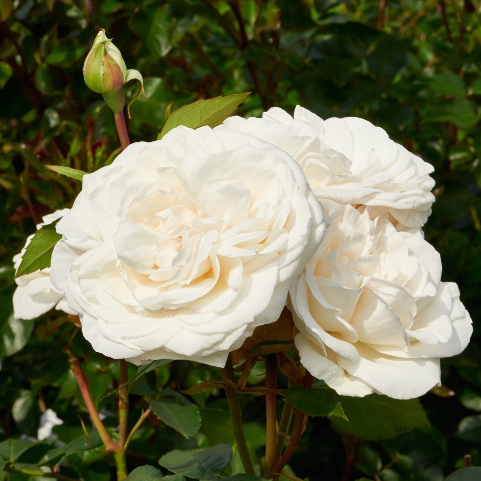 Rose Climbing White/Cream mix - 3L
