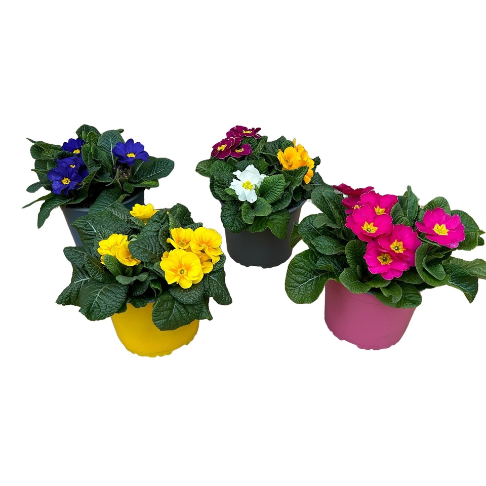 Primrose (Primula) Mix 2L Colour Pots Spring Bedding Plants Homebase