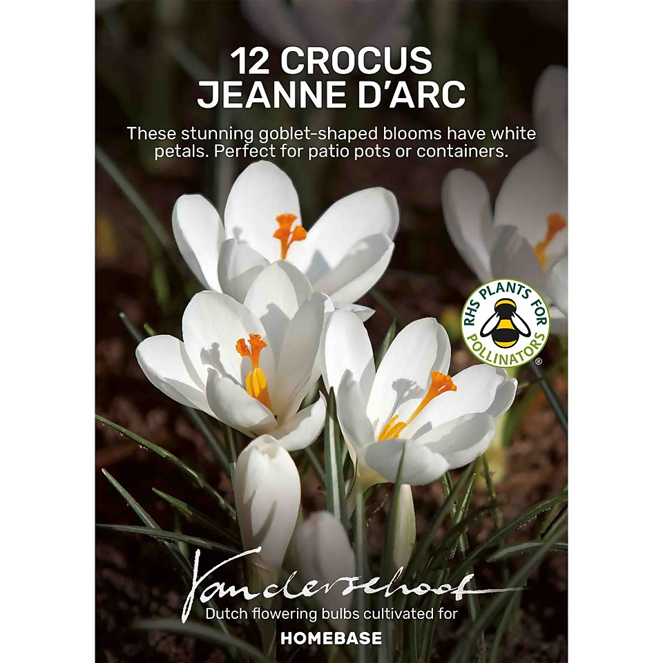Crocus vernus, Jeanne d'Arc Flower bulbs Homebase