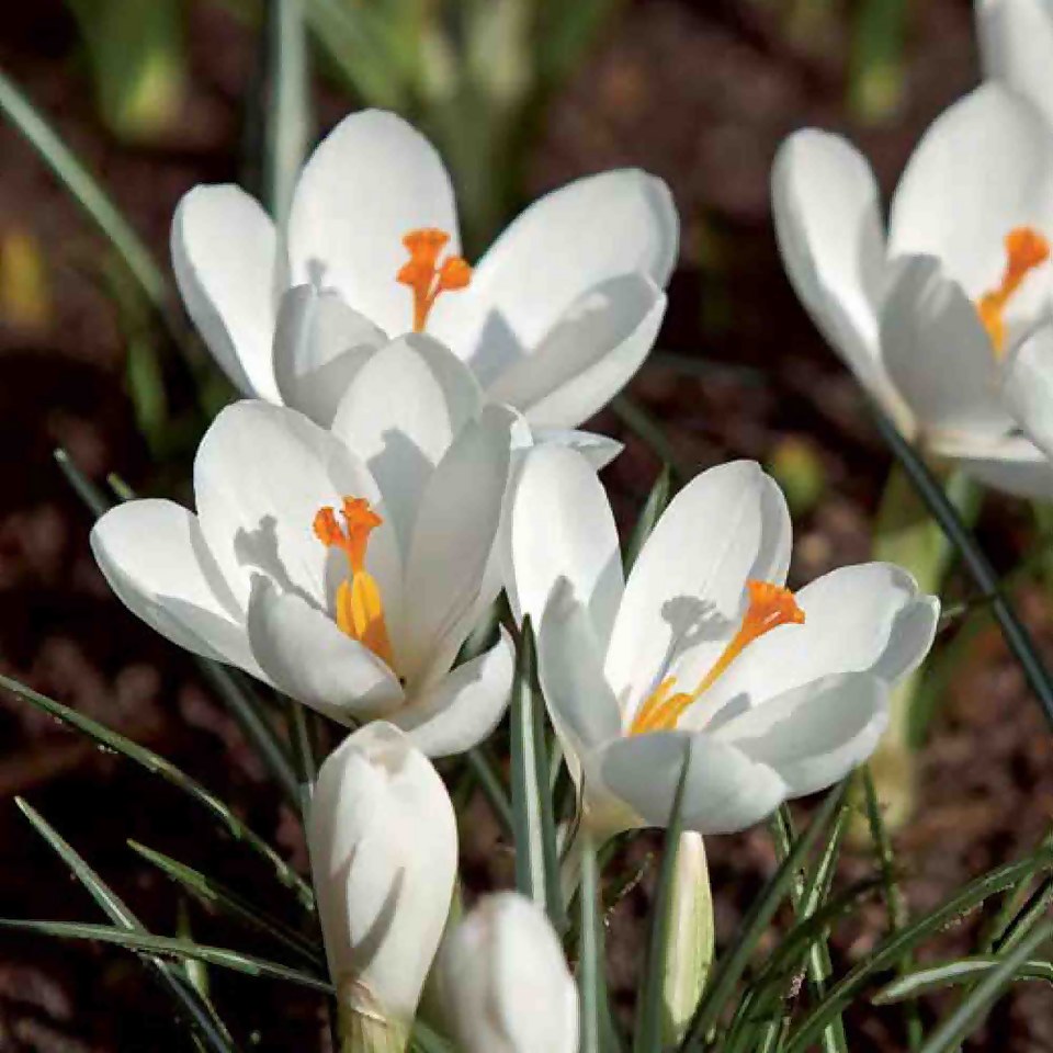 Crocus vernus, Jeanne d'Arc Flower bulbs Homebase