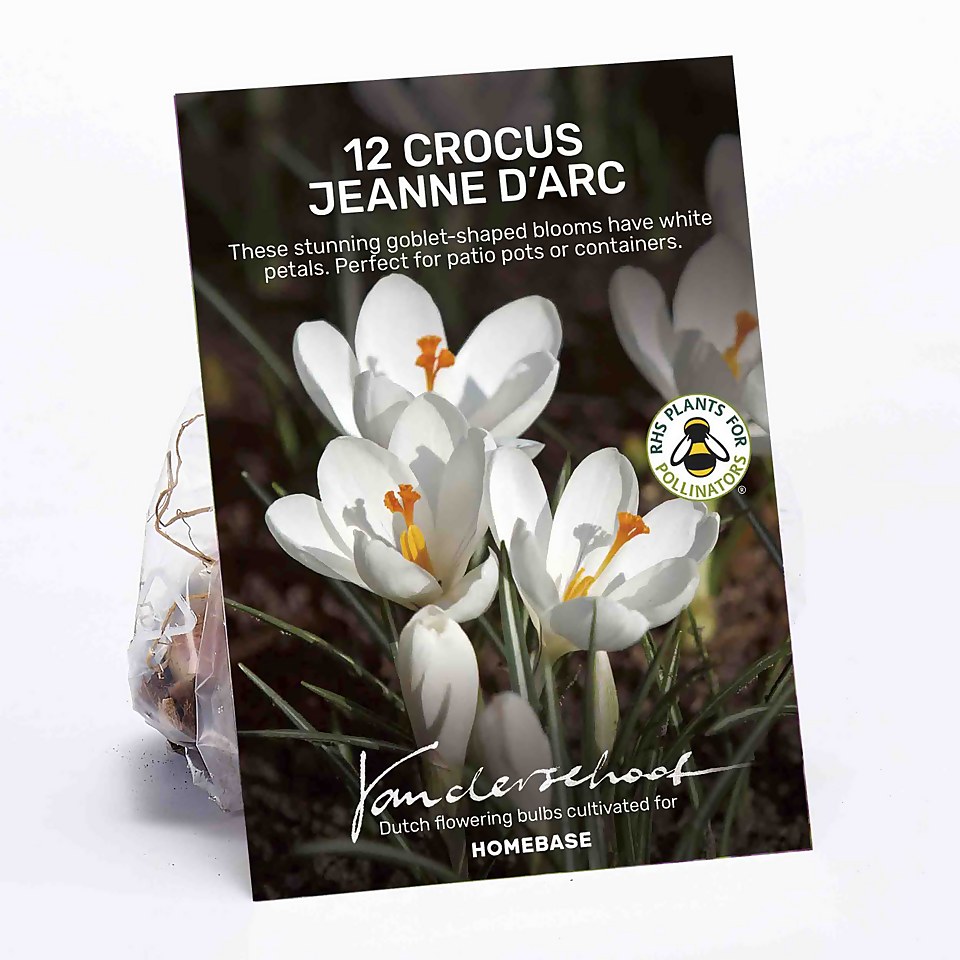 Crocus vernus, Jeanne d'Arc Flower bulbs Homebase