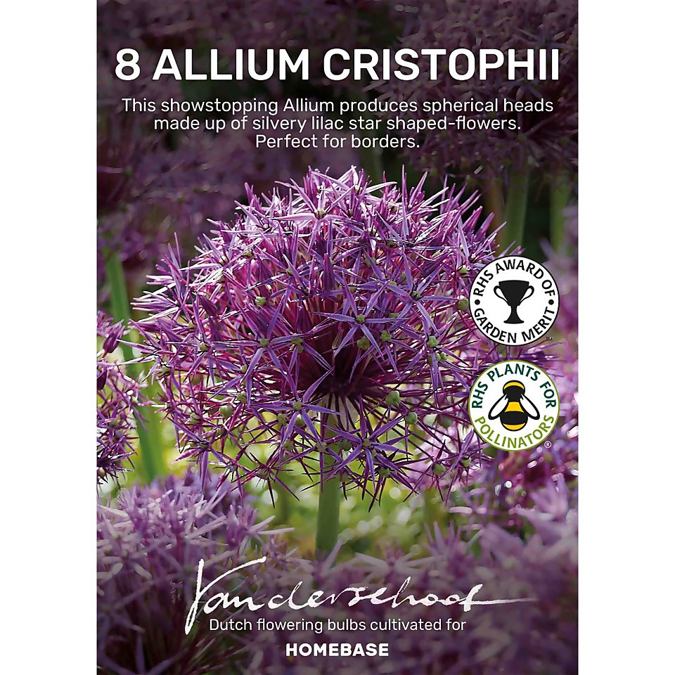Allium Christophii Flower bulbs Homebase
