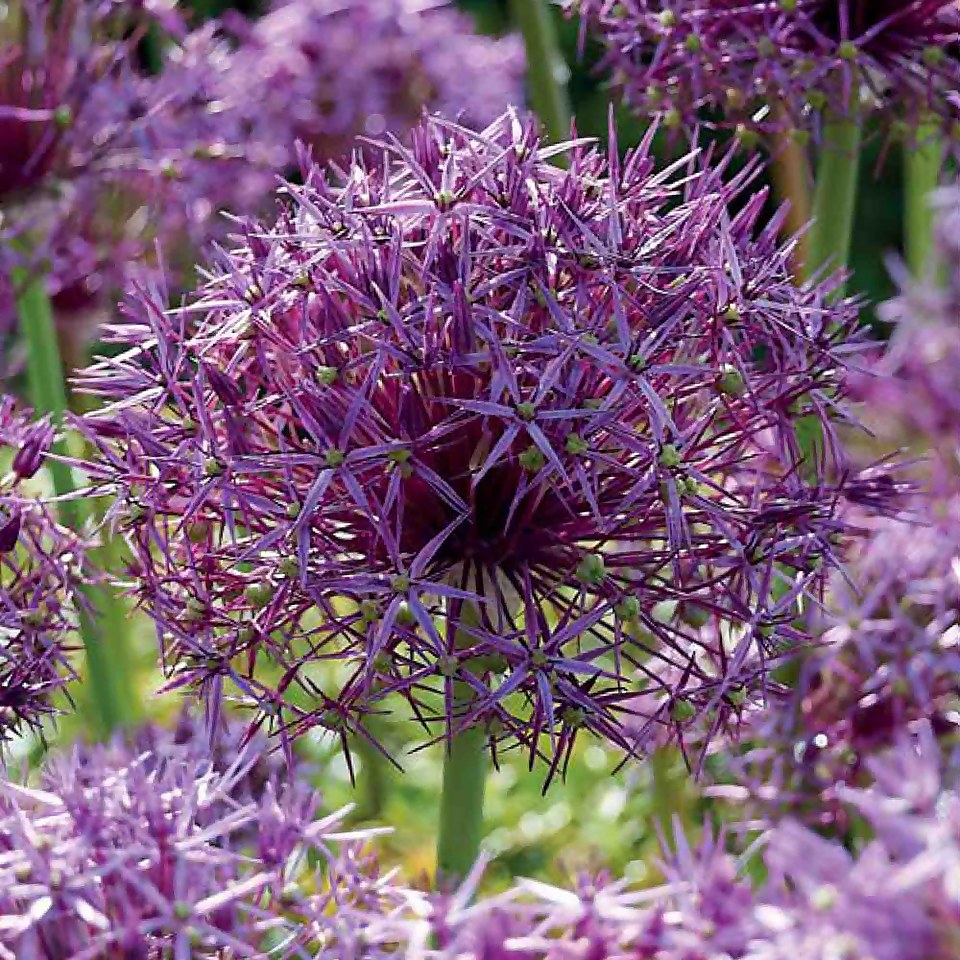 Allium Christophii Flower bulbs Homebase