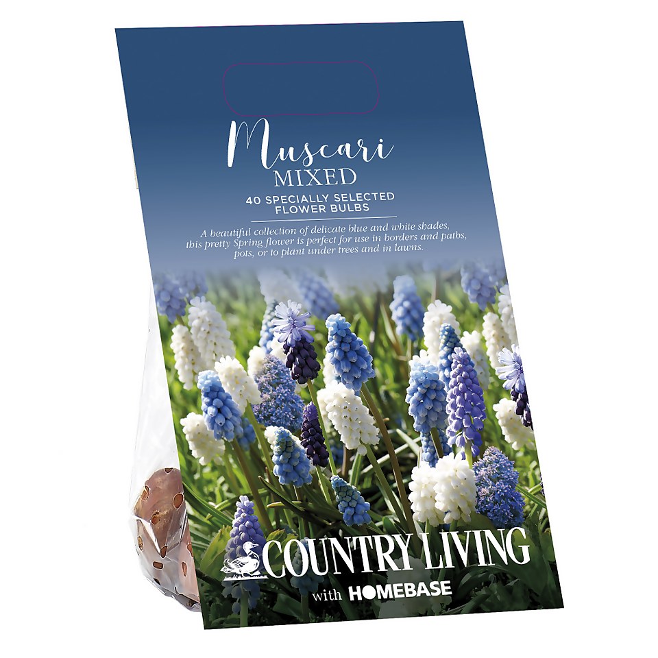 Country Living Muscari Mixed Flower bulbs