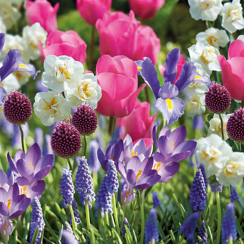 100 Days of Spring Flower bulbs Collection