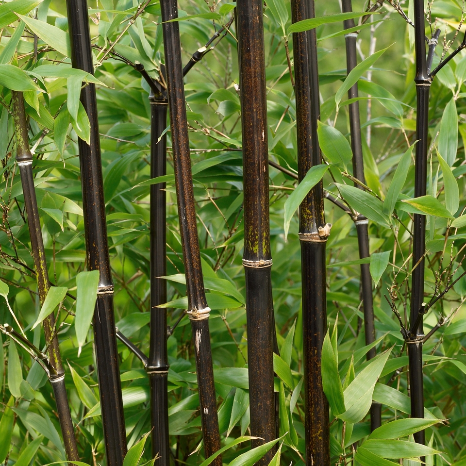 Bamboo Black Phyllostachys nigra - 10L
