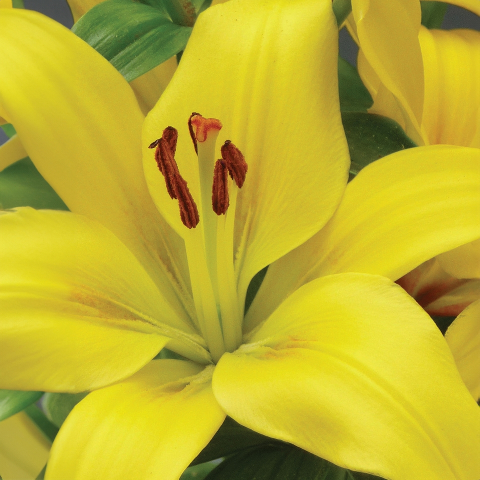 Lily Asiatic Perfect Starter mix - 13cm