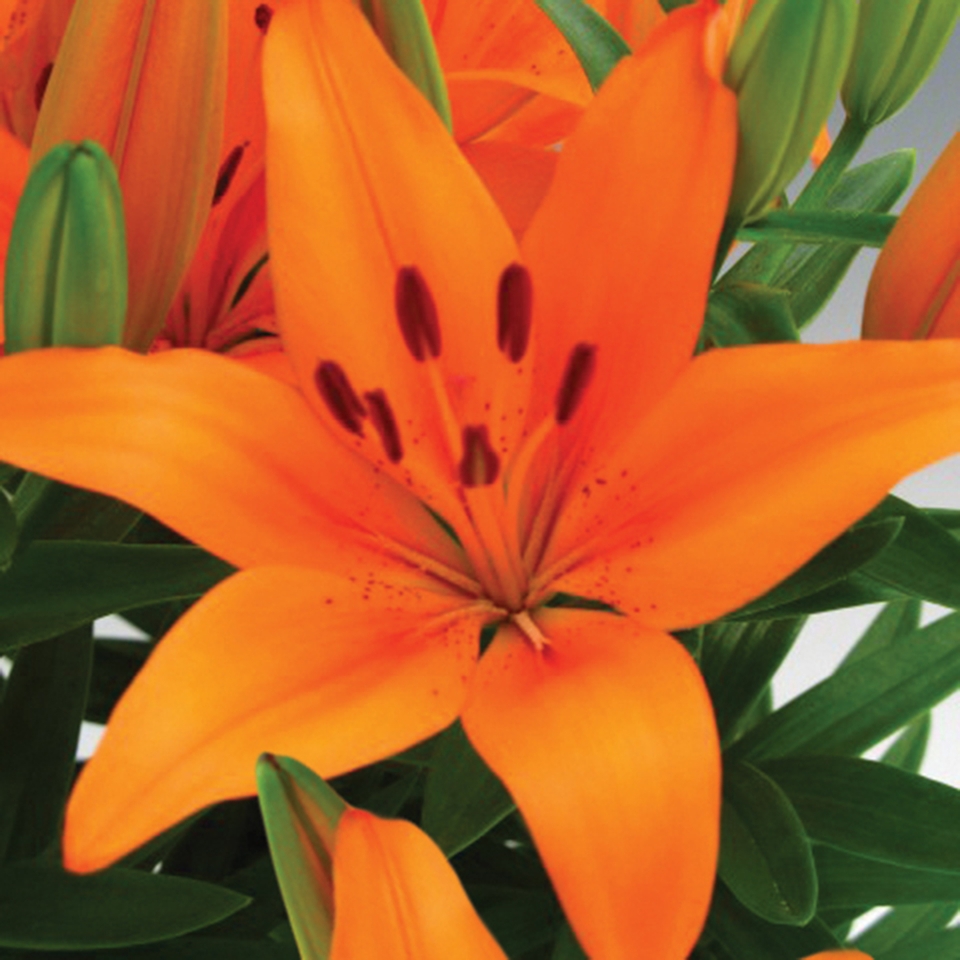 Lily Asiatic Perfect Starter mix - 13cm