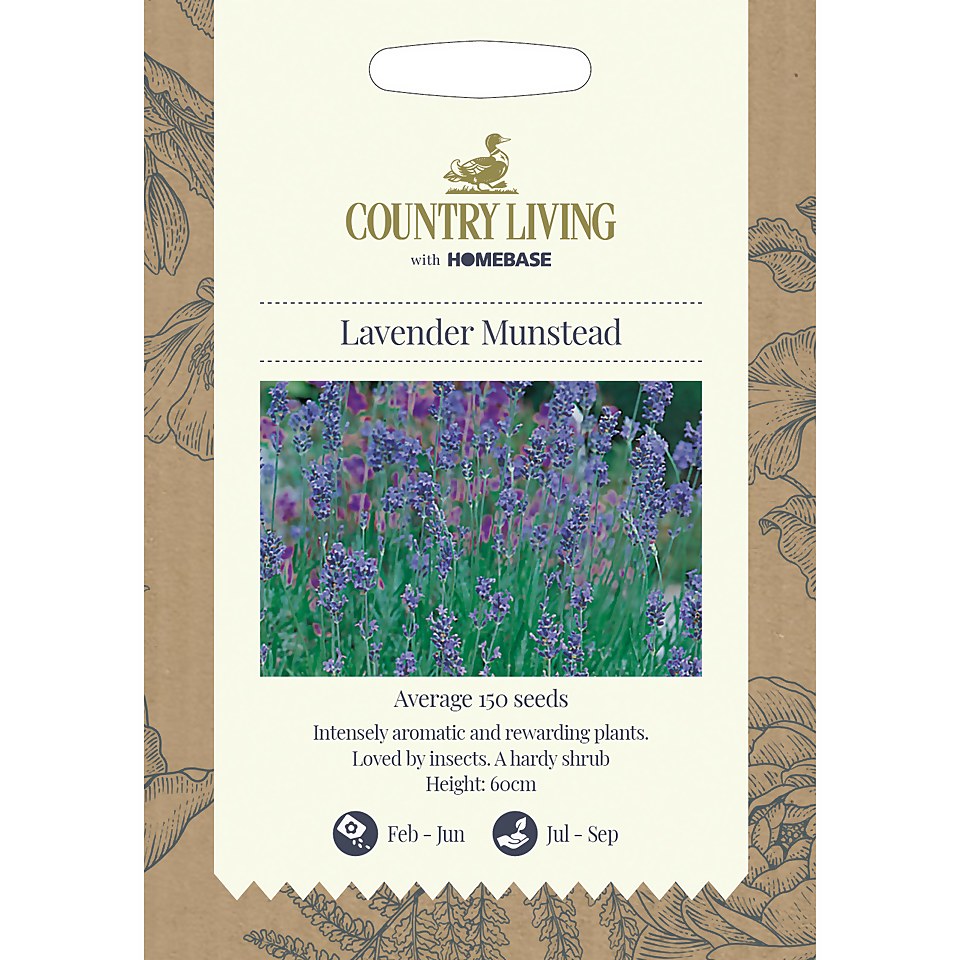 Country Living Lavender Munstead Seeds