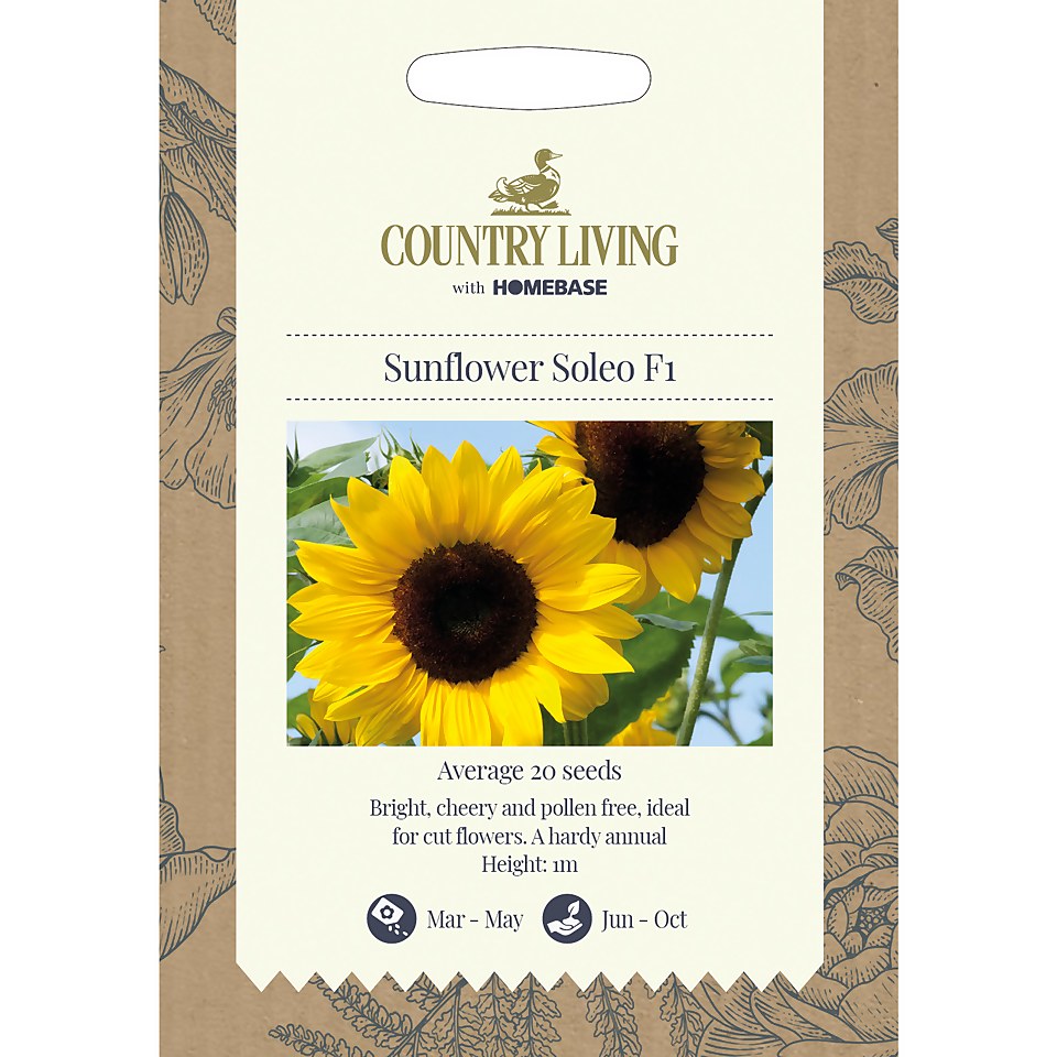 Country Living Sunflower Soleo F1 Seeds