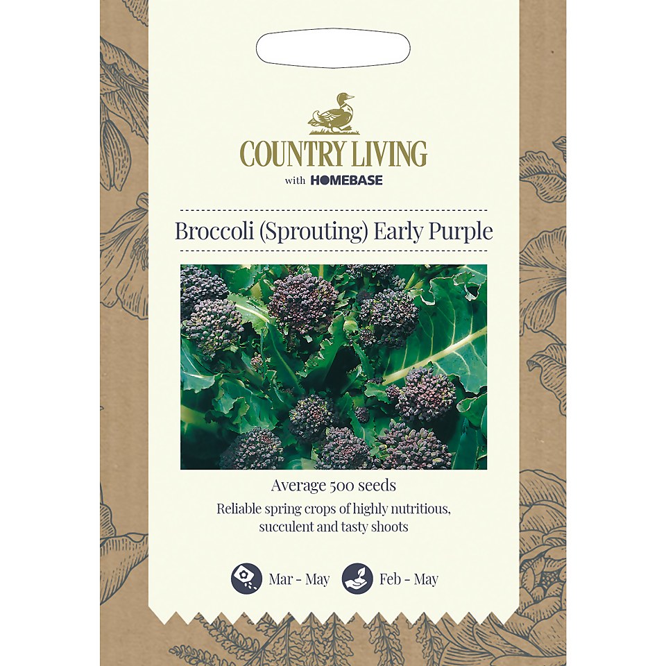 Country Living Broccoli Sprouting Early Purple Seeds