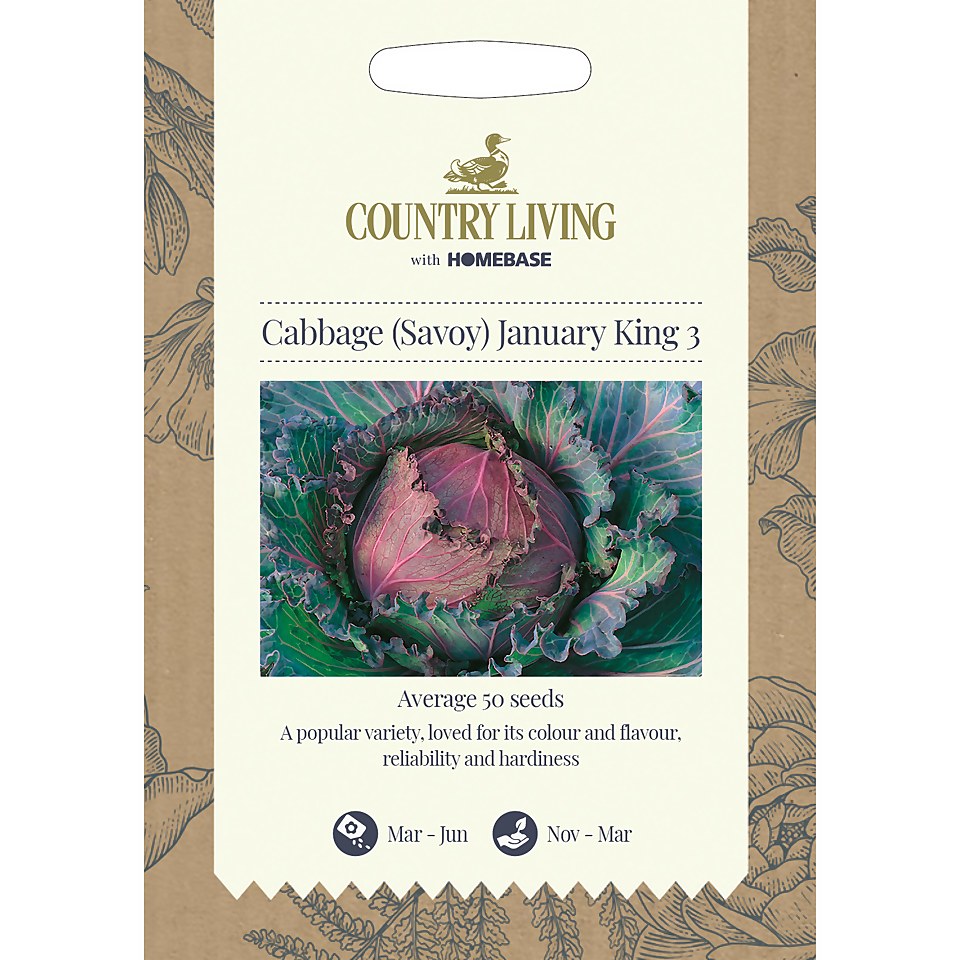 Country Living Cabbage Savoy January King 3 Seeds