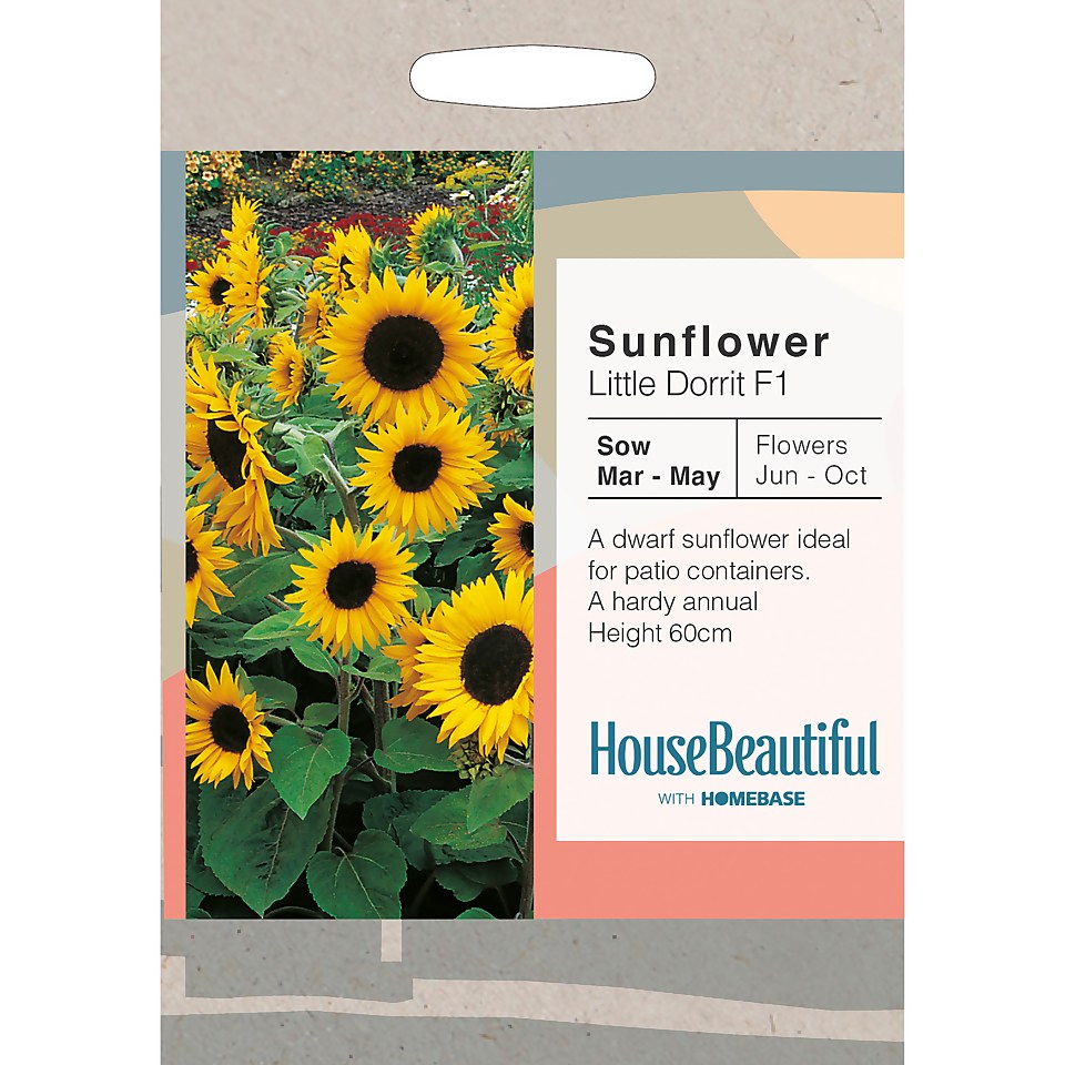 House Beautiful Sunflower Little Dorrit F1 Seeds