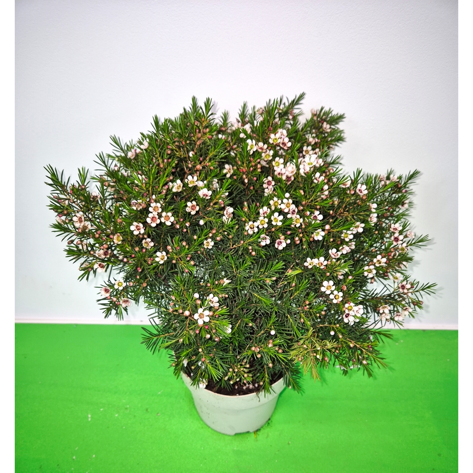 Chamelaucium uncinatum (Wax Flower) - 17cm Bush