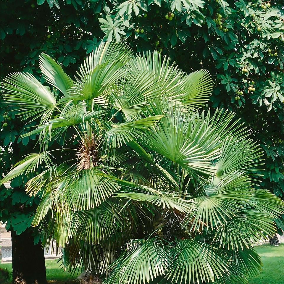 Trachycarpus fortunei 22cm