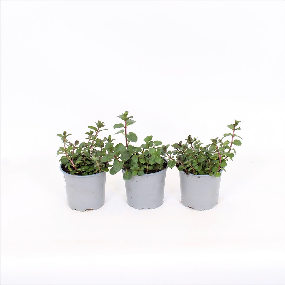 Herb Garden Mint - 14cm