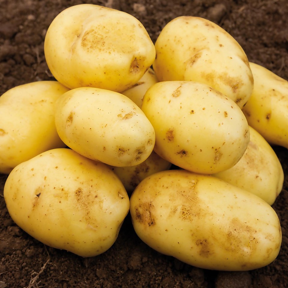 Seed Potatoes Nicola