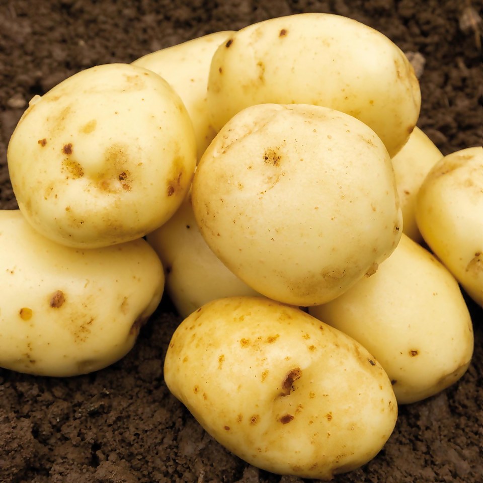 Seed Potatoes Charlotte