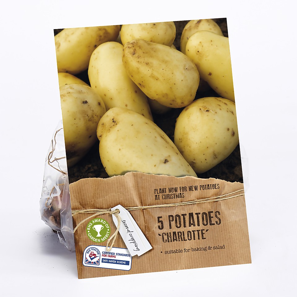 Seed Potatoes Charlotte