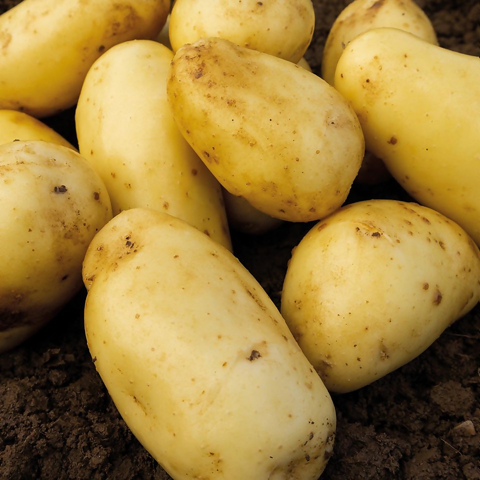 Seed Potatoes Maris Peer