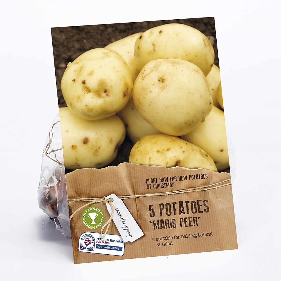 Seed Potatoes Maris Peer