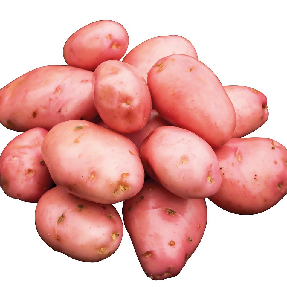 Seed Potatoes Desiree