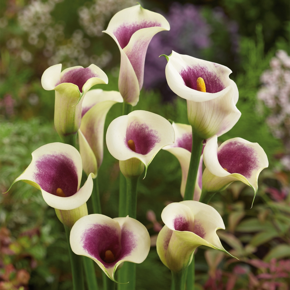 Zantedeschia (Calla Lily) - 2L