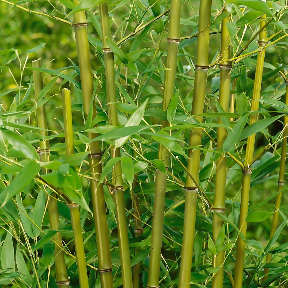 Bamboo Yellow Phyllostachys Aureosulcata Spectabilis 10L